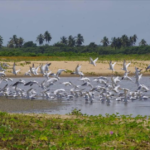 West Africa Ecotourism Network